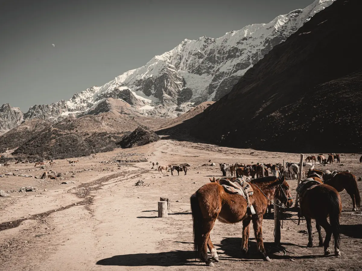 Saddled horses below snow-capped Andes near Cusco, Peru. Holding image